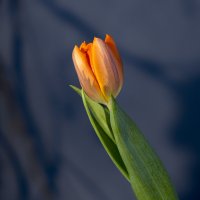 tulip :: Zinovi Seniak