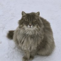 Рыбацкий кот! :: Валентина  Нефёдова 