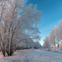 Зимнее великолепие :: Алексей Мезенцев