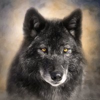 Чёрный Волк. :: Светлана Кузнецова