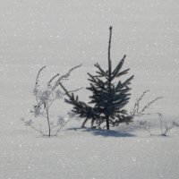 Маленькой елочке холодно зимой... :: Наталия 