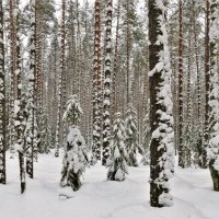 Панорама зимнего леса :: Ольга Митрофанова