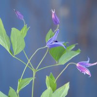 clematis :: Zinovi Seniak