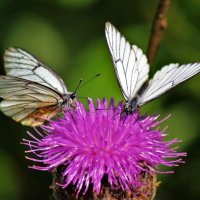 Бабочки на маральем корне :: Сергей Чиняев 