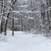 Зимний парк. :: Милешкин Владимир Алексеевич 