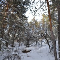 Зимой в чаще соснового леса. :: Андрей Хлопонин