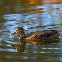 Кряква :: Николай Соколухин