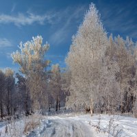Зимняя дорога :: Алексей Мезенцев