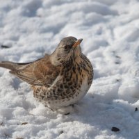 Дрозд рябинник :: Анатолий Соляненко