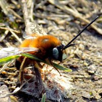 Длинноусая пчела :: Константин Штарк