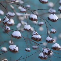 snow hats :: Zinovi Seniak