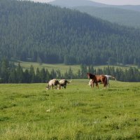 Алтайские лошадки :: Наталия Григорьева