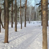 Смешанный лес. :: Мила Бовкун