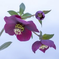 helleborus :: Zinovi Seniak