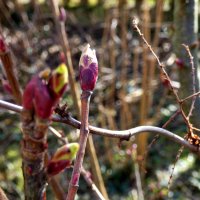 Весна :: Heinz Thorns