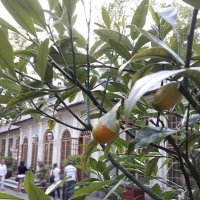 лимоны в Летнем саду :: Anna-Sabina Anna-Sabina