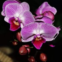 Моя красотка орхидея. :: Восковых Анна Васильевна 