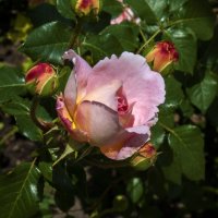 Бутон розовой розы :: Валентин Семчишин