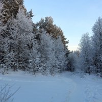 В снежном лесу :: Ольга 