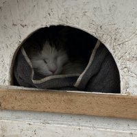 В домике для котов. :: Валерия Комова