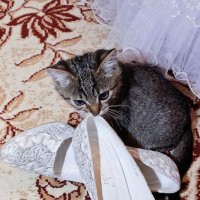 Ну и размерчик у моей хозяйки, подумал котёнок боязливо поглядывая на свадебные туфли... :: Анатолий Клепешнёв