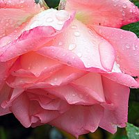 роза в каплях дождя. :: Валерьян Запорожченко