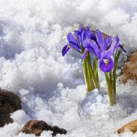 Последний снег и первые цветы на альпийской горке :: Olenka 