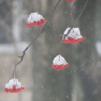 Рябина в снегу :: Людмила 
