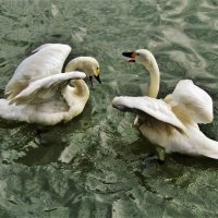 Лебеди-кликуны на озере :: Aida10 