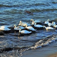 Лебеди на море :: Aida10 