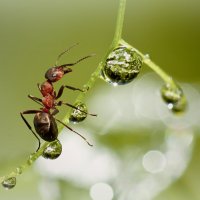 За капелькой... :: Андрей Пристяжнюк