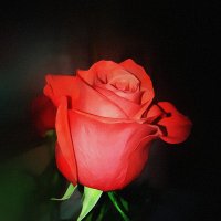 Просто роза :: tatyana 