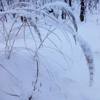 Травинки лесные, зимние :: Raduzka (Надежда Веркина)