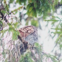 спрятался :: Александр Леонов