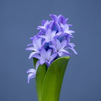 hyacinth :: Zinovi Seniak
