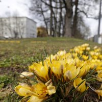 Весна в городе...Аугсбург :: Galina Dzubina