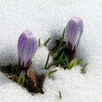 Крокусы под снегом. :: Татьяна Гнездилова