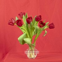 Тюльпаны на День Женщин :: Николай Чичерин