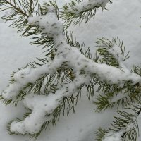Лапа тяжелого снега :: Сергей Шаврин