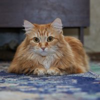 Моя кошка Белка :: Николай Холопов