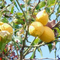 Лимоны на ветках. :: Валерьян Запорожченко