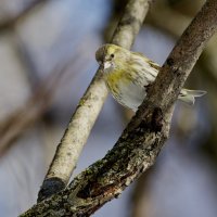 Чижик (2) :: Александр Запылёнов