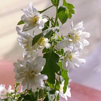 Цветет хризантема. :: сергей 
