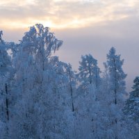Зимний лес на склоне горы Волчиха :: Михаил Пименов