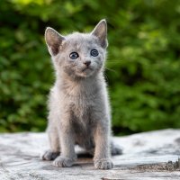 Котята, русская голубая 1 мес 3 нед. Питомник Гиперборей фото 12. :: Герман Воробьев