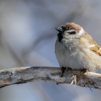 *** :: Виктор Иванович Чернюк