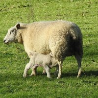 Овца с новорождённым ягнёнком :: Natalia Harries