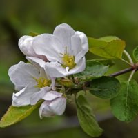 Яблоня цветет :: Нина Синица