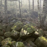 Туманный лес :: Эдуард Куклин
