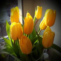 Желтые тюльпаны :: Ирина 